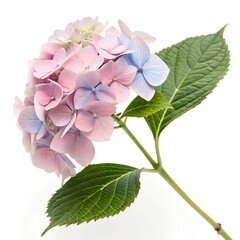 hydrangea flower bouquet on white background vibrant floral arrangement