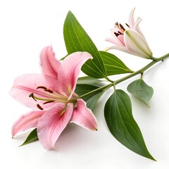 Obraz premium lily flower on white background elegant floral design