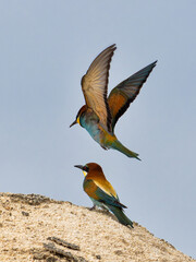 European Bee-eater, Merops apiaster, near Xativa, Spain