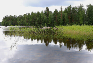 Landscape photo with a mirror surface of the Halmeniemenselka lake (Finland) and plants and trees along its shore, which, together with a stormy sky, is reflected in the water of the lake