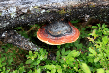 A close-up photo of a tinder fungus (fomitopsis pinicola) growing on tree bark, against a blurred background. Selective focus.
