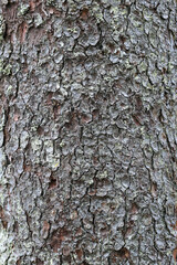 Close-up photo of tree bark. Selective focus. Textures, backgrounds.