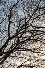 Intricate Tree Branches Against the Sky
