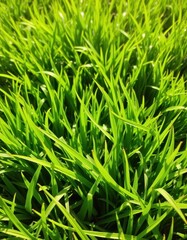 Obraz premium Vibrant green grass background, lush texture, sunny day, rural, organic