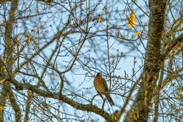American Robin Perched among the Branches of a Flowering Berry-covered Tree at the Start of Spring