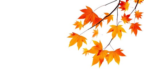 Fototapeta premium Isolated autumn maple leaves, vibrant golden orange-brown hues against a plain background, fall, tree