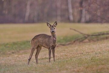 A young roebuck stands on the meadow and looks at the camera. Capreolus capreolus. Wildlife scene with with a roe deer. 