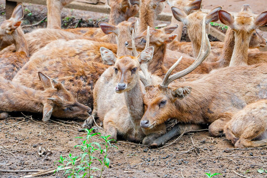wildlife scene. The herd includes both male and female deerA group of deer is seen resting closely together on the ground, creating a warm and peaceful, with one prominent 