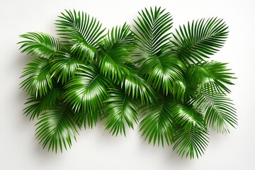 Fototapeta premium Palm Leaf Shadows on White Wall