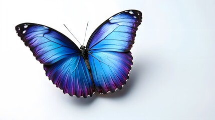 19. A vivid blue butterfly with soft gradients of blue and purple wings resting on a white background