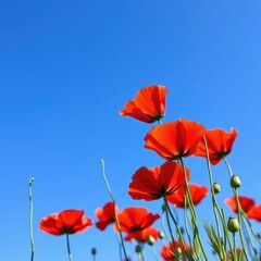 Naklejka premium Vibrant red poppies contrast sharply against a deep blue summer sky, beautiful, landscape