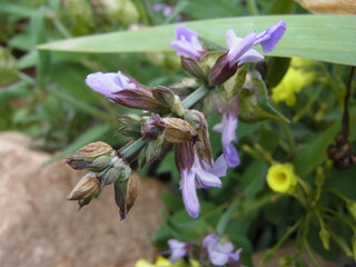 Lavanda