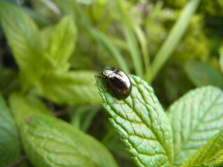 Grisolina americana