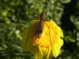 Nephrotoma crocata  - dittero