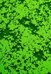 Emerald green algae bloom covering still water surface, sunny, green algae, close-up