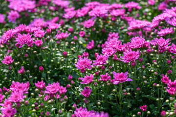 Fresh bright blooming pink chrysanthemums close up bushes planted in line in autumn garden outside in sunny day. Flower background