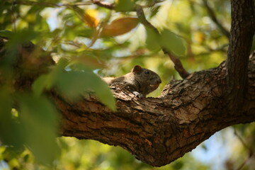 A close-up view of an adorable squirrel perched on a tree by the side of West Lake, making it a great design material for an animal-themed piece, emphasizing the importance of animal protection.
