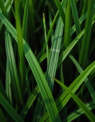 Thick, lush green grass blades, closely cropped, showing slight texture, texture, surface, athletic