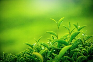 Obraz premium green grass background