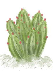 cactus isolated on white