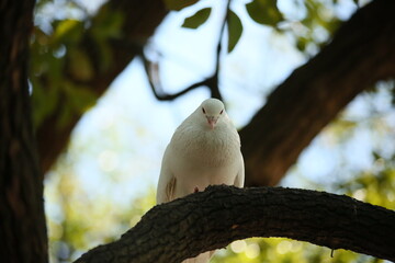 Close - up of a white dove on a tree, highlighting protection of animals, environmental protection and peace.
