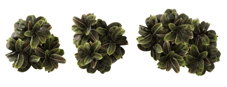 Nature and modern Ideal for architectural visualization and environmental design.  Top view of Rubber plant or Ficus elastica leaves isolated on transparent background. 3d rendering illustration. PNG