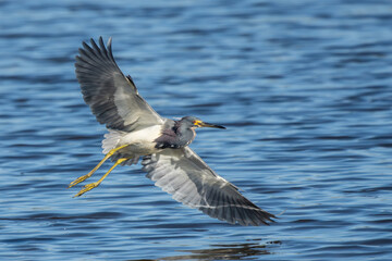 Tricolored heron flying over pond
