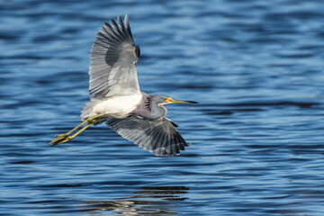 Tricolored heron flying over pond