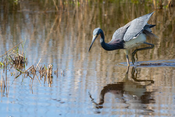 Tricolored heron searching for fish