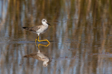 A greater yellowlegs hunting for food
