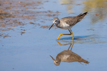A greater yellowlegs hunting for food