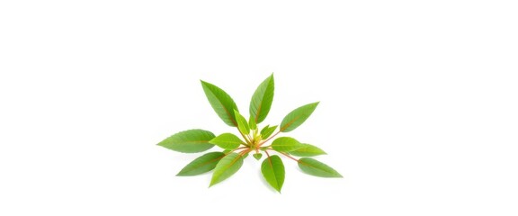 Single vibrant green plant, isolated on pure white background, photography, vegetation