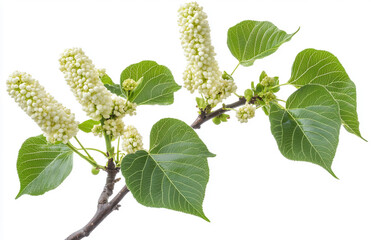 Sir Isaac Newton's white mulberry tree with leaves and flowers isolated on a white background.