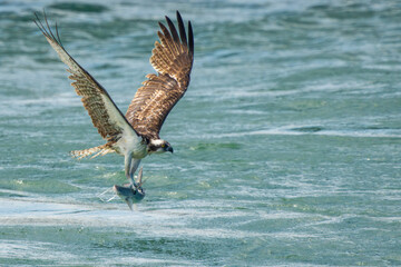An osprey carrying a freshly caught fish