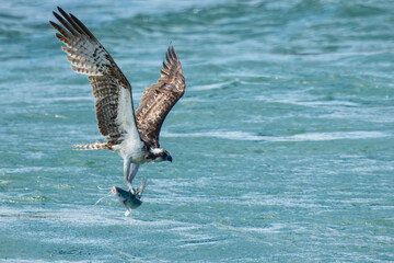 An osprey carrying a freshly caught fish
