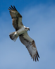 Osprey flying overhead
