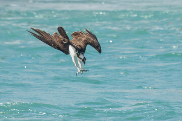 An osprey carrying a freshly caught fish