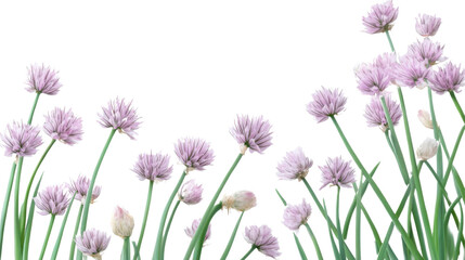 Chive Blossoms: Delicate purple chive blossoms sway gently against a bright backdrop, their vibrant hues offering a refreshing sight