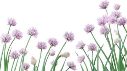 Chive Blossoms: Delicate purple chive blossoms sway gently against a bright backdrop, their vibrant hues offering a refreshing sight