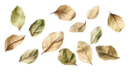 Autumn Leaves: A collection of fallen leaves showcasing a palette of autumnal hues, elegantly scattered, perfect for conveying seasonal themes.