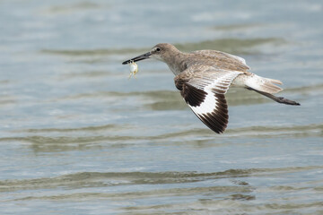 Eastern willet flying with crab lunch
