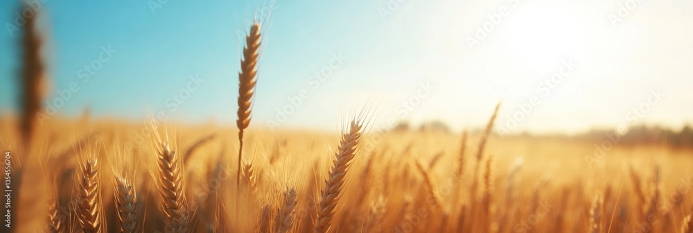 Poster golden wheat fields basking in soft sunlight under a clear blue sky create a serene rural landscape 