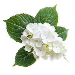 Naklejka premium White Hydrangea Bloom Green Leaves Abstract Background,