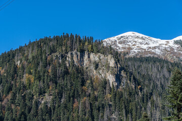 Karachay-Cherkessia. Dombay. At foot of mountains, on steep cliffs, pine and spruce trees grow....
