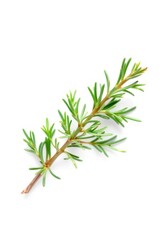 A sprig of rosemary with needle-like leaves, isolated on a pure white background, nature, isolated