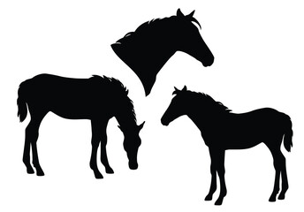 two young ranch horses standing and grazing - black and white baby foal vector silhouette set