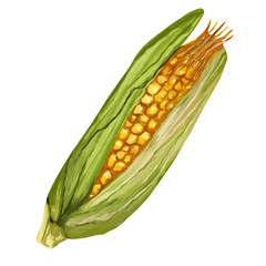 Corn on isolated white background. Digital art, oil imitation. Autumn harvest, healthy food.