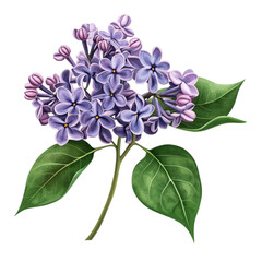 Lilac blossoms vibrant purple flowers spring nature botanical illustration,