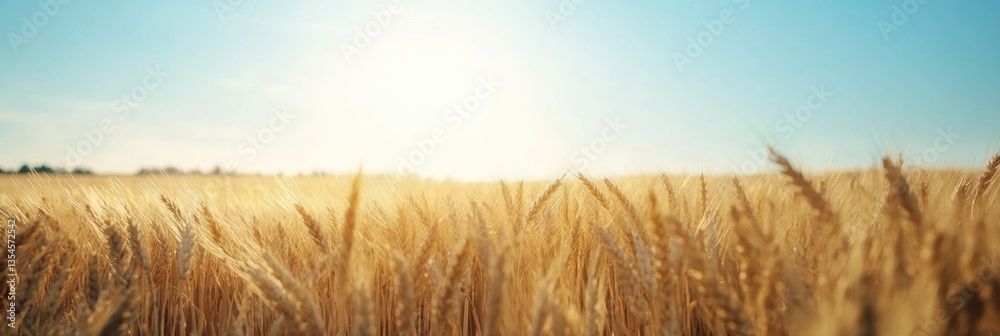 Aufkleber golden wheat field under clear blue sky with soft sunlight creating warm shadows in a minimalist rur