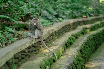 a cute Monkey is eating food and sitting on stone bricks or wall. Isolated with green forest...